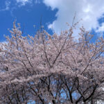 2023.4　農試公園「満開の桜」