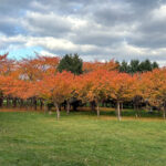 2025.11　短い秋の紅葉を楽しみました