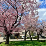 2026.4　待ちに待った満開の桜