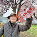 2026.4　桜の花言葉は「賢い美人」